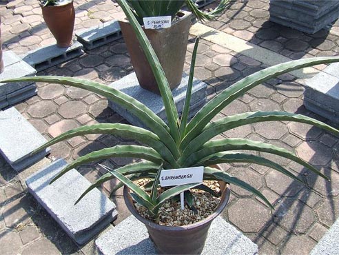 Sansevieria ehrenbergii